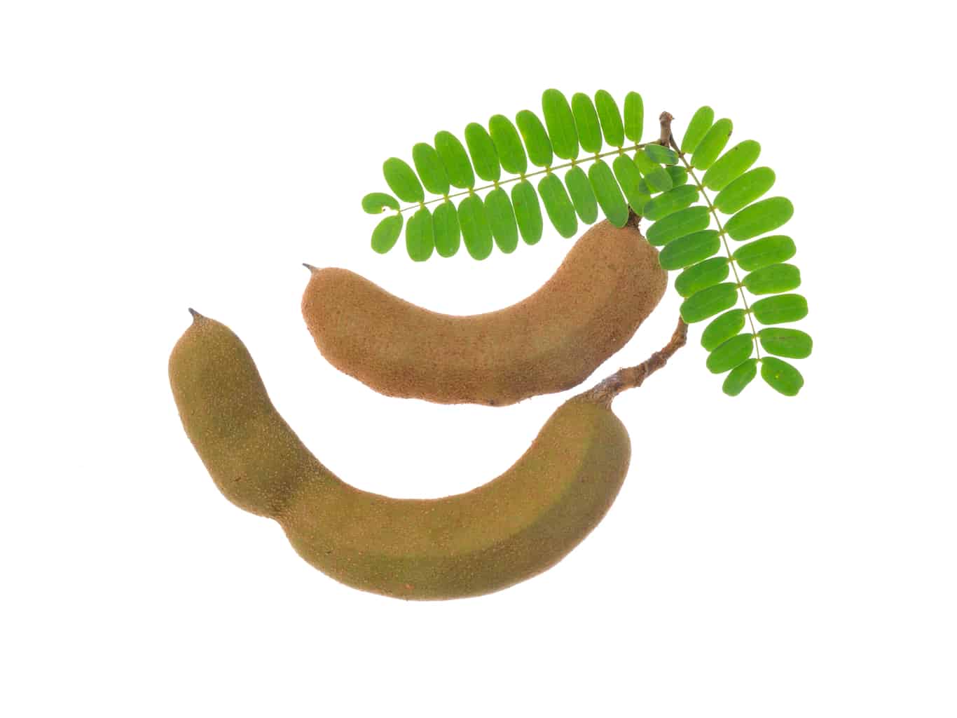 Here’s how tamarind raises testosterone | Daily Medical Discoveries