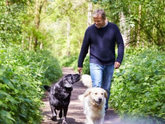 Man Exercising Dogs On Countryside Walk